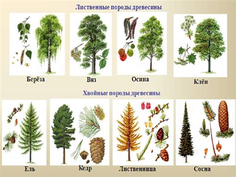 Применение разных видов деревьев