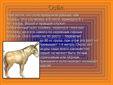 Приручение осла и его использование