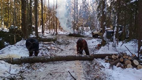 Причины и последствия накопления засохшей осины на металле