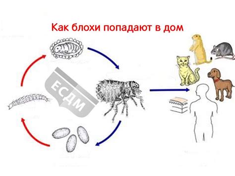 Причины появления мобов в доме