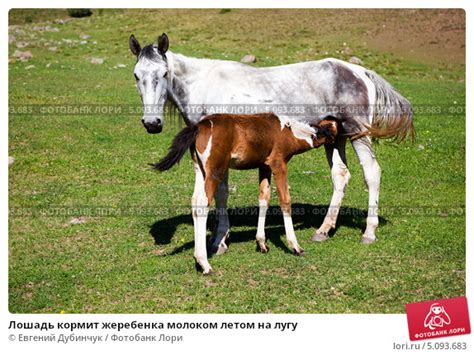 Продажа или использование нового жеребенка