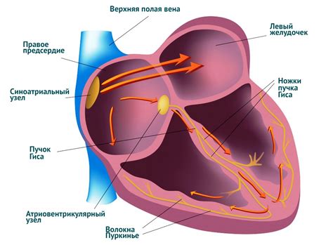 Проникающий в сердце ритм