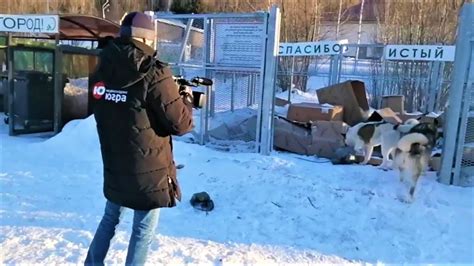 Процедура отлова собак в Ханты-Мансийске