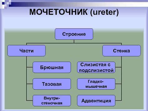 Процесс выведения