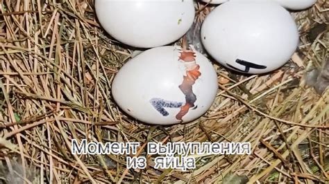 Процесс вылупления яйца