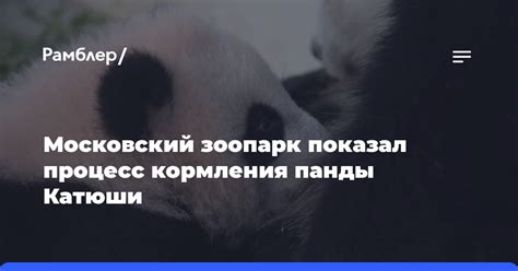 Процесс домашнего приручения панды