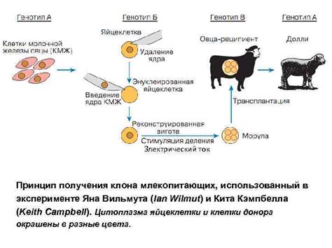 Процесс клонирования вещей