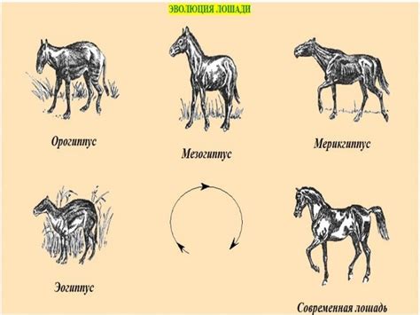 Процесс копирования лошади