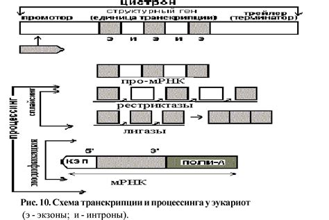 Процесс молекулярной перестройки