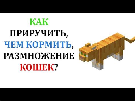 Процесс надевания бирки на кошку в Майнкрафте