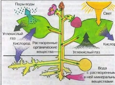 Процесс перемещения по исказительному лесу: