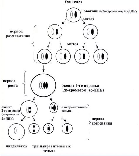 Процесс размножения коней