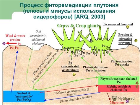 Процесс фиторемедиации и его эффективность