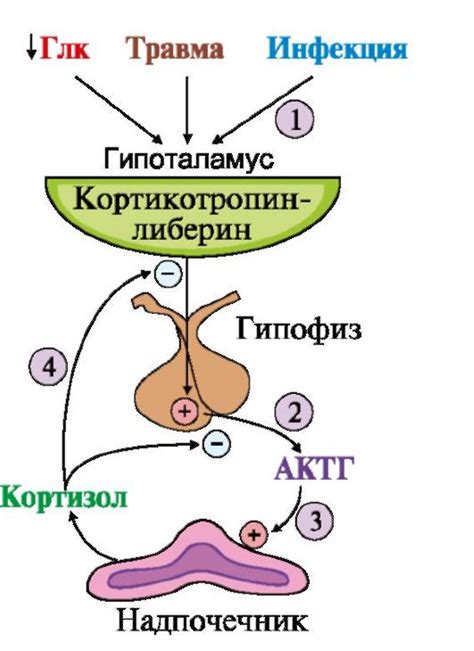 Процесс формирования и выделения тропных гормонов