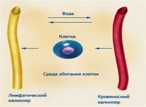 Пути поступления в организм