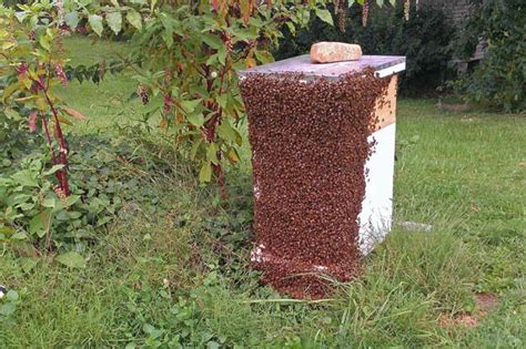 Пчеловодство в Майнкрафте: важные аспекты