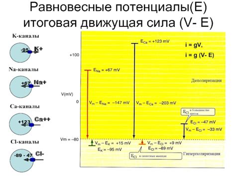 Равновесные потенциалы: