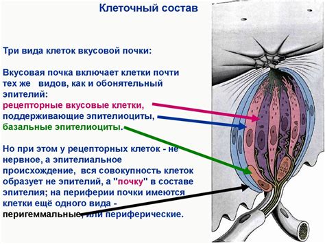 Развитие вкуса и слуха