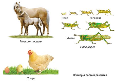 Развитие и рост