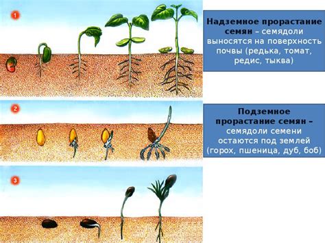 Развитие и рост гиппокампов