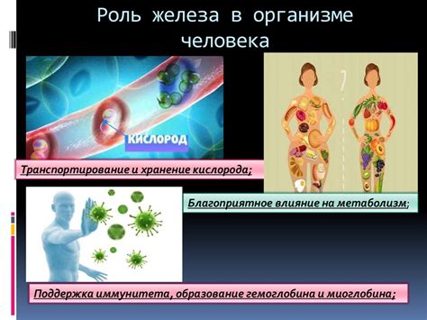 Раздел 1: Сальная железа и ее роль в организме