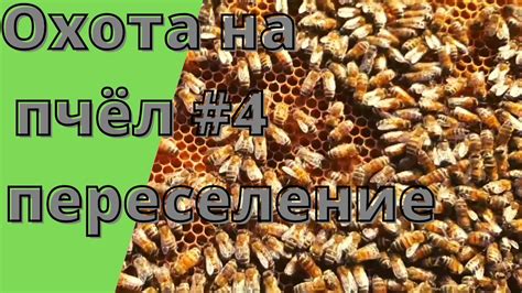 Раздел 2: Охота на пчел