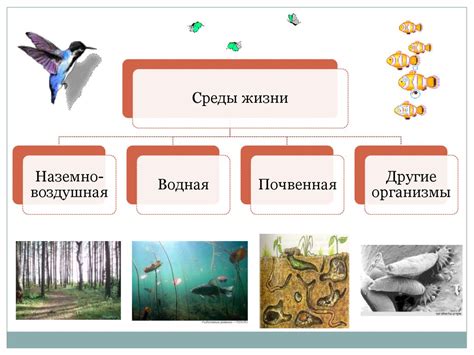 Различные места обитания и появления животных