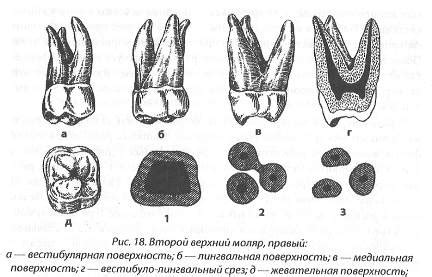 Размеры и форма коронки