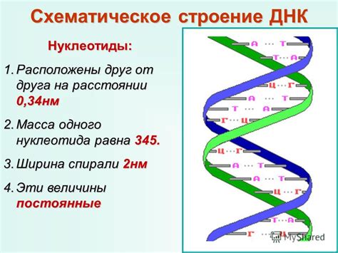 Размер и структура