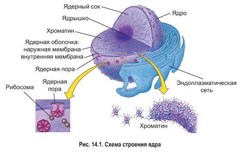 Размер ядра: как он определяется?