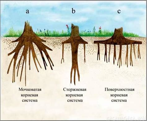 Размещение лежащих камней и корней у основания дерева