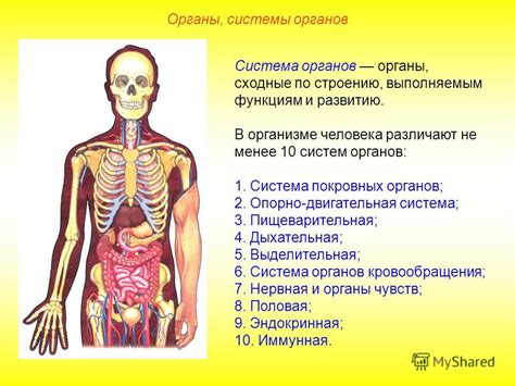 Размещение органа в организме