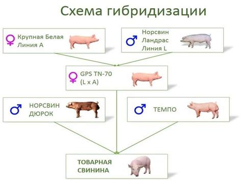 Размножение свиней: правила и особенности процесса