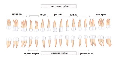 Разновидности металлов для зубов и их характеристики