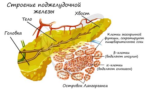 Разнообразие ферментов в поджелудочной железе