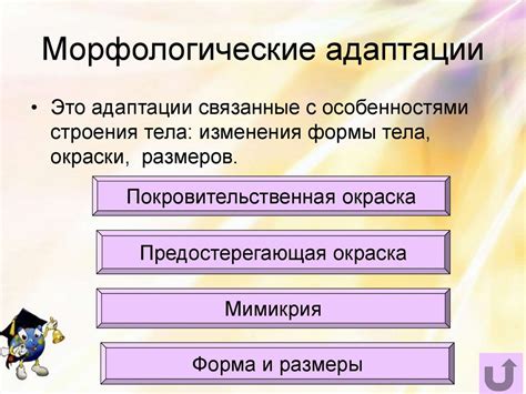 Разнообразие форм и размеров для адаптации к любым условиям