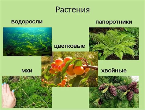 Разнообразные виды растений для выращивания