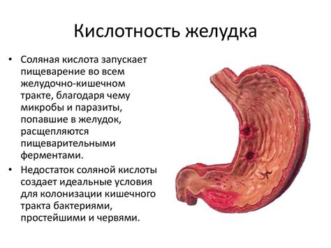 Разрушение кислотности желудочного сока и его связь с паращитовидной железой