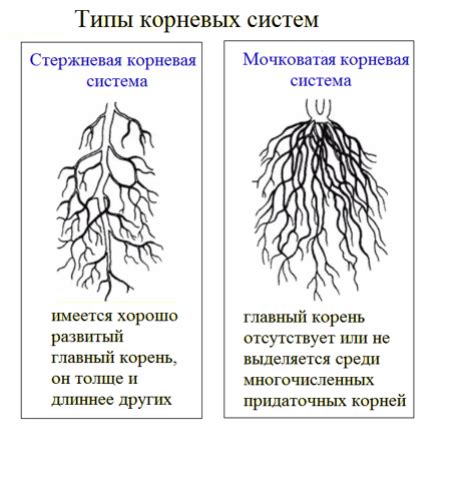 Ранние корни и символика