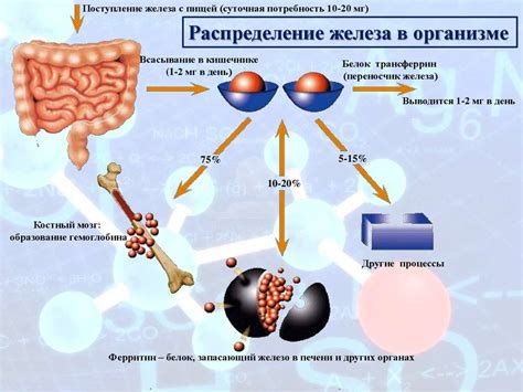 Распад молекул в организме и образование металлических ароматов