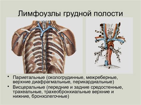 Расположение лимфоузлов в грудной железе