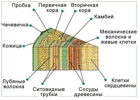 Расположение растений и укладка следующих слоев