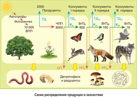 Распределение железа в экосистеме