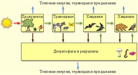 Распространение загрязнения через пищевую цепочку