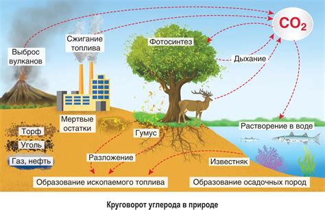 Распространение углерода