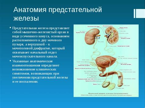 Расстройства работы предстательной железы