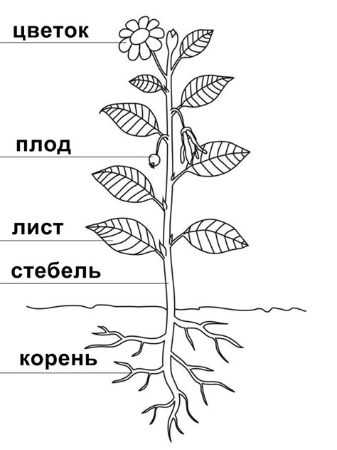 Растение структур