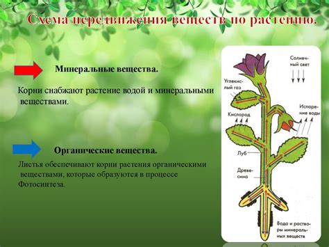 Растения для создания ферм и автоматических систем