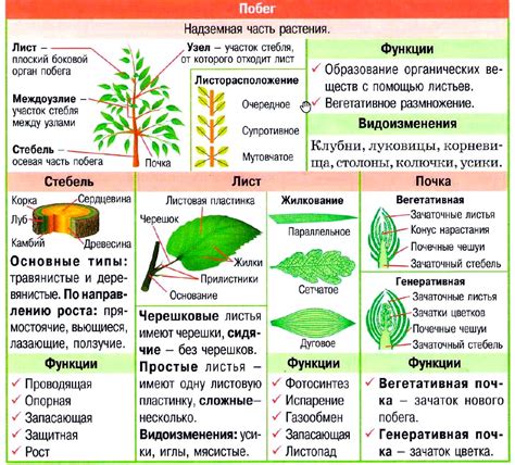 Растения и их культивация