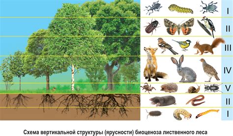 Растения первого уровня